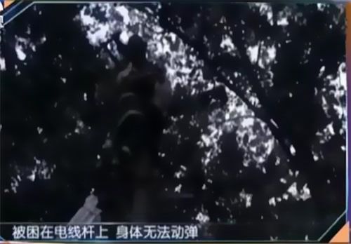 珠江電纜快訊|男子觸電被困，家屬怒斥消防員&ldquo;帶電也得救&rdquo;！